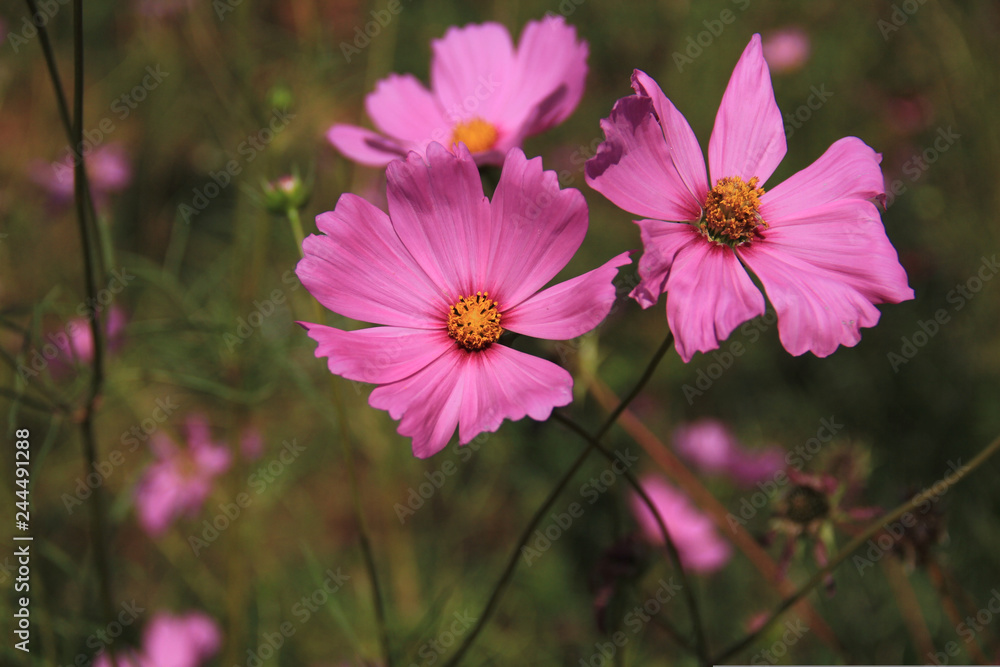 pink flowers in garden pink flowers in garden