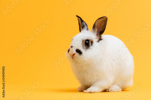 Stampa su tela Little bunny sitting on yellow background.
