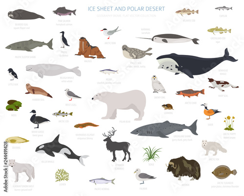 Ice sheet and polar desert biome. Terrestrial ecosystem world map. Arctic animals, birds, fish and plants infographic design