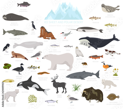 Ice sheet and polar desert biome. Terrestrial ecosystem world map. Arctic animals, birds, fish and plants infographic design