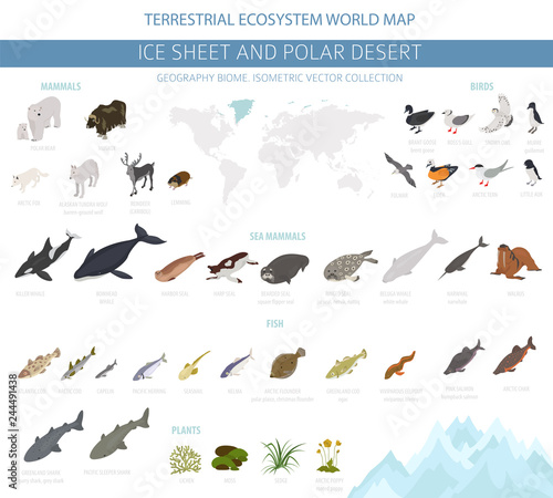 Ice sheet and polar desert biome. Isometric 3d style. Terrestrial ecosystem world map. Arctic animals, birds, fish and plants infographic design
