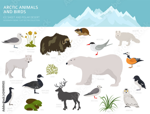 Ice sheet and polar desert biome. Terrestrial ecosystem world map. Arctic animals, birds, fish and plants infographic design