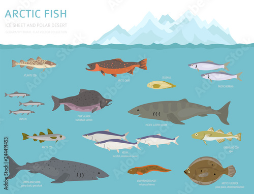 Ice sheet and polar desert biome. Terrestrial ecosystem world map. Arctic animals, birds, fish and plants infographic design