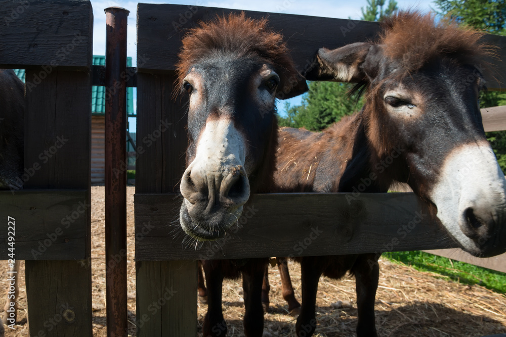 Curious donkeys peek out from the farm pen on a summer day Curious donkeys peek out from the farm pen on a summer day