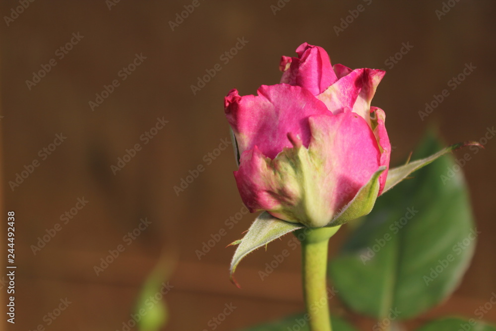 The rose is grooming in the winter in ChiangMai Thailand