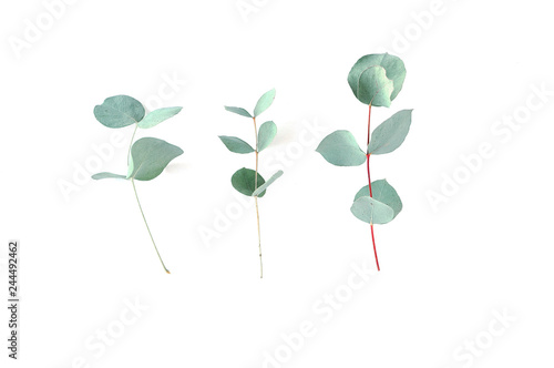 Eucalyptus on white background.  Fresh eucalyptus leaves. Flat lay, top view.  Items for Wedding or greeting cards. © steftach