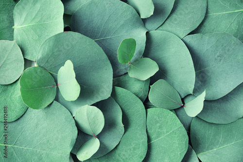 Fresh eucalyptus leaves. Flat lay, top view. Nature green Eucalyptus leaves  background photo