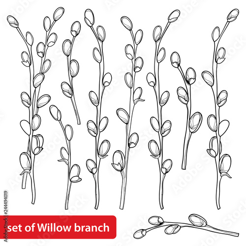 Vector set with outline Willow twigs in black isolated on white background. Branch with blossoming pussy Willow in contour style for springtime design and Easter coloring book.