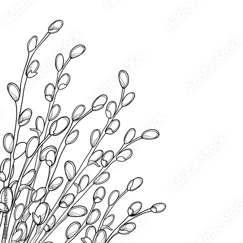 Vector corner bouquet with outline Willow twigs in black isolated on white background. Branch with blooming pussy Willow in contour style for springtime design and Easter coloring book.