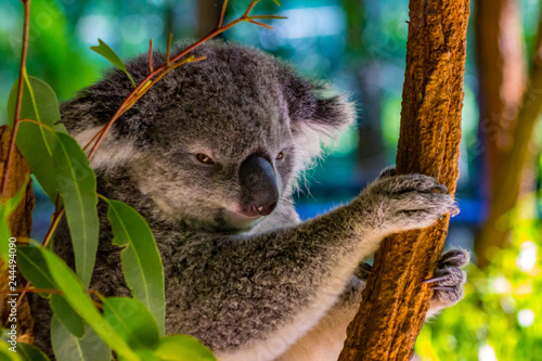 Koala relaxing in a tree 