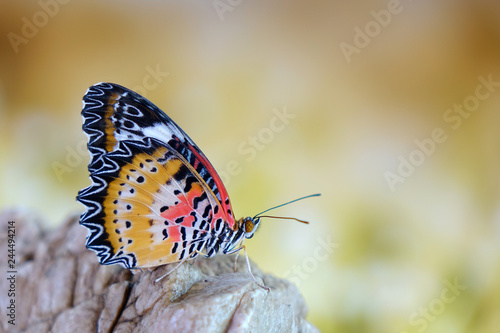 Butterfly : Leopard lacewing butterfly (Cethosia cyane)(Male) is a species of heliconiine butterfly found from India to southern China and Indochina. Selective focus, blurred background and copy space © Cheattha