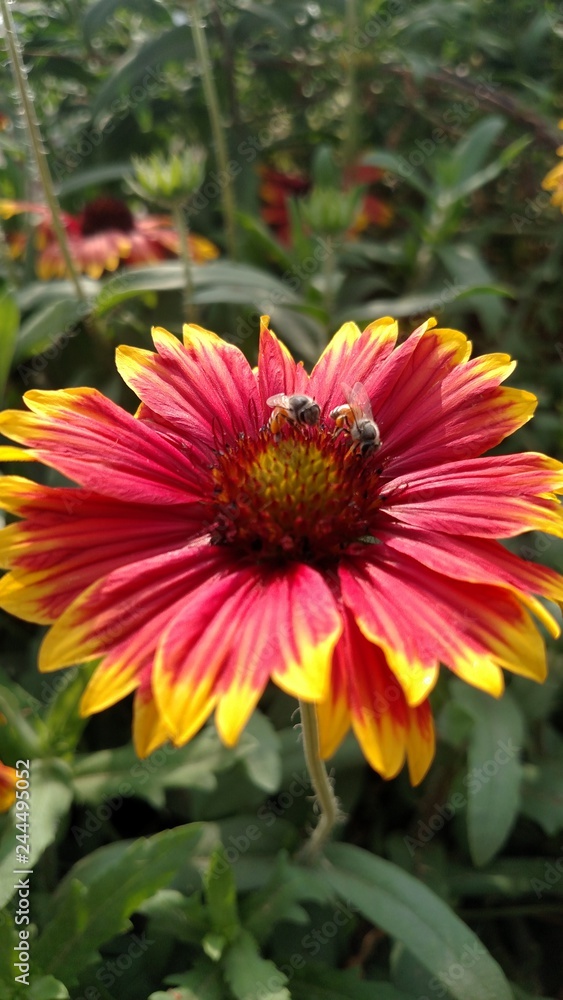 Honey Bee On Indian Blanke Flower Honey Bee On Indian Blanke Flower