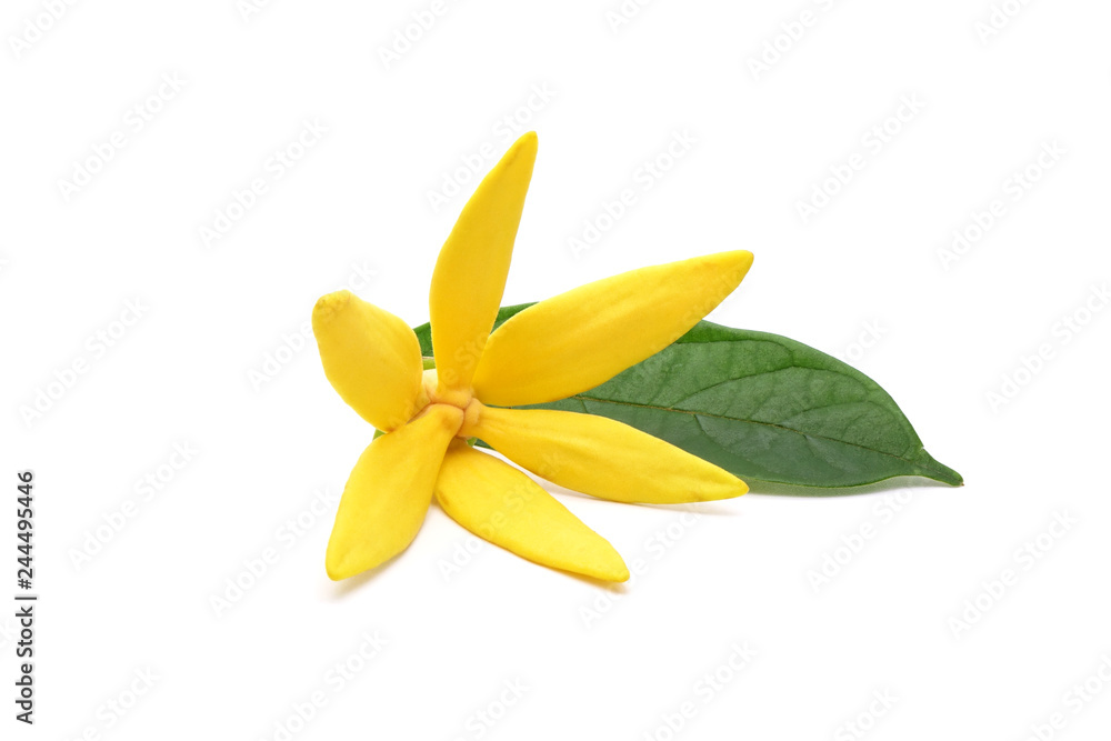 Ylang-Ylang (Cananga odorata) valued for perfume extracted from its flowers,  which is an essential oil used in aromatherapy. Also called fragrant cananga, Macassar-oil, or perfume tree. Isolated - obrazy, fototapety, plakaty 