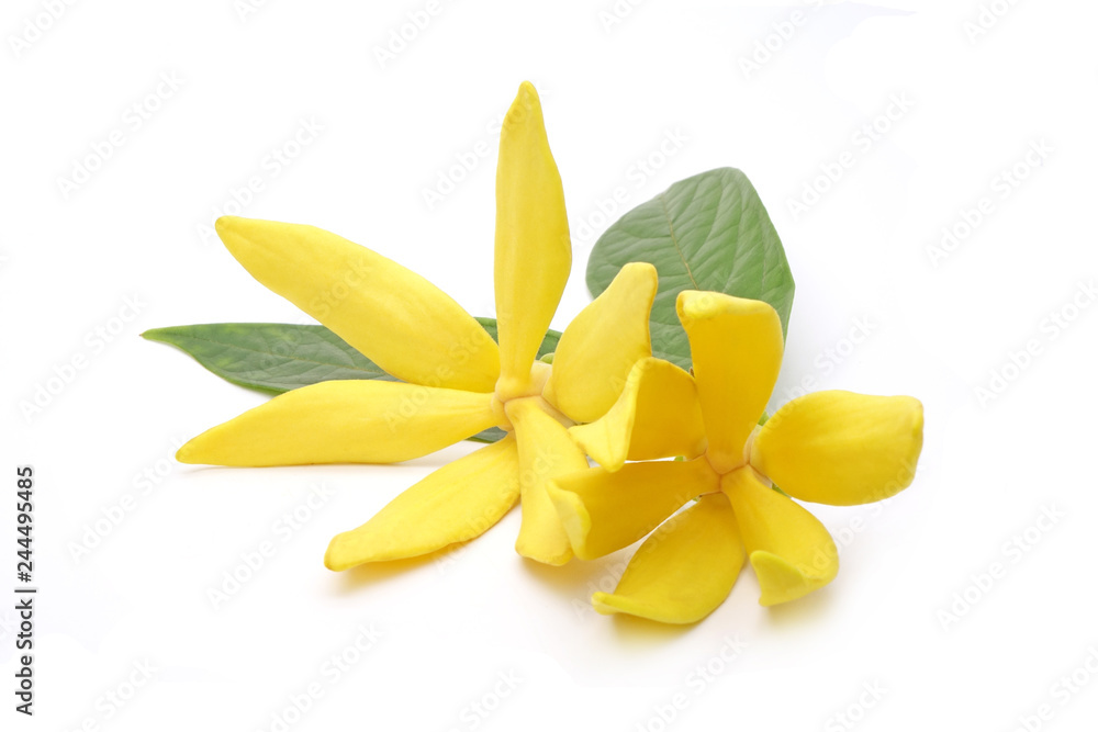 Obraz premium Ylang-Ylang (Cananga odorata) valued for perfume extracted from its flowers, which is an essential oil used in aromatherapy. Also called fragrant cananga, Macassar-oil, or perfume tree. Isolated