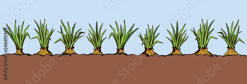 Onion. Vector drawing