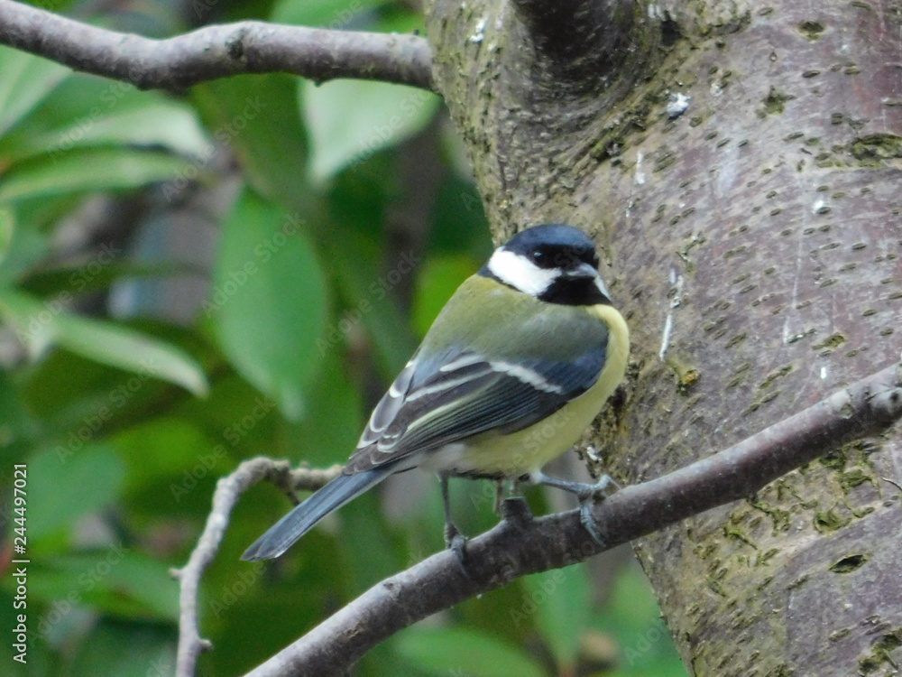 cinciallegra in inverno