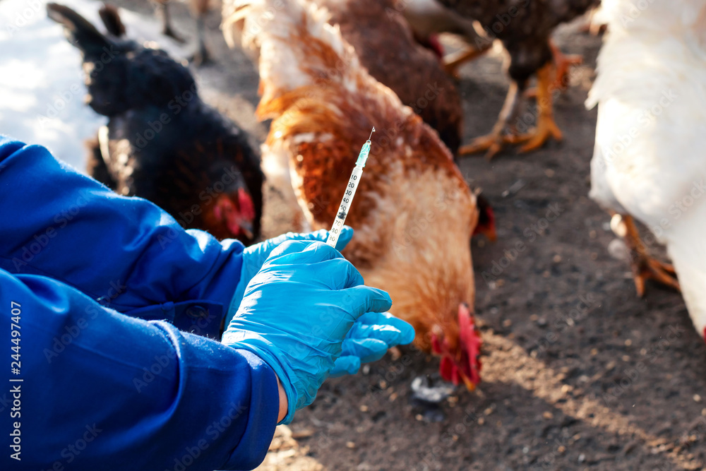 Female veterinarian in blue gloves and uniform makes injection of