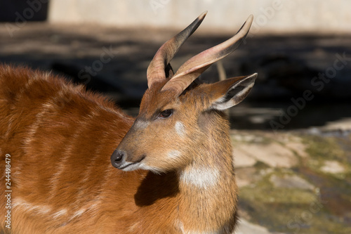 Obraz na płótnie Sitatunga