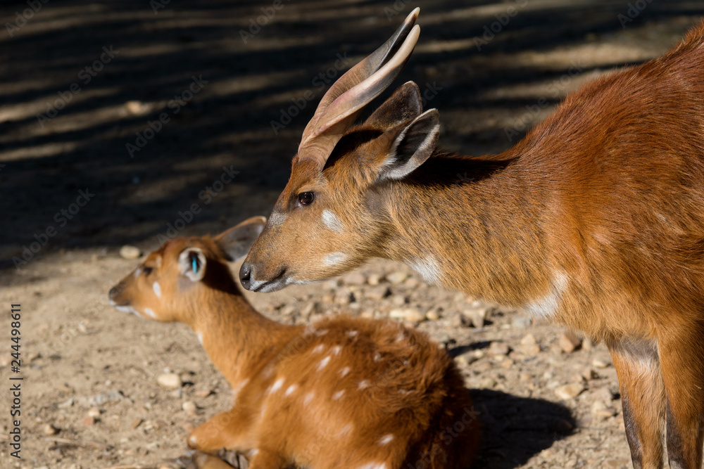 Sitatunga