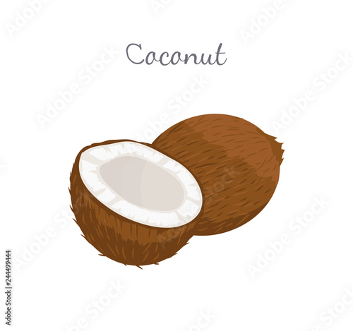 Coconut Exotic Fruit Vector Illustration Isolated