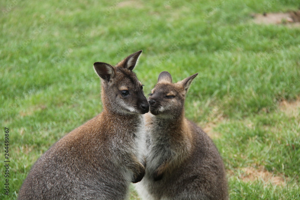 A Pair of Very Cute Wallaby Animals.