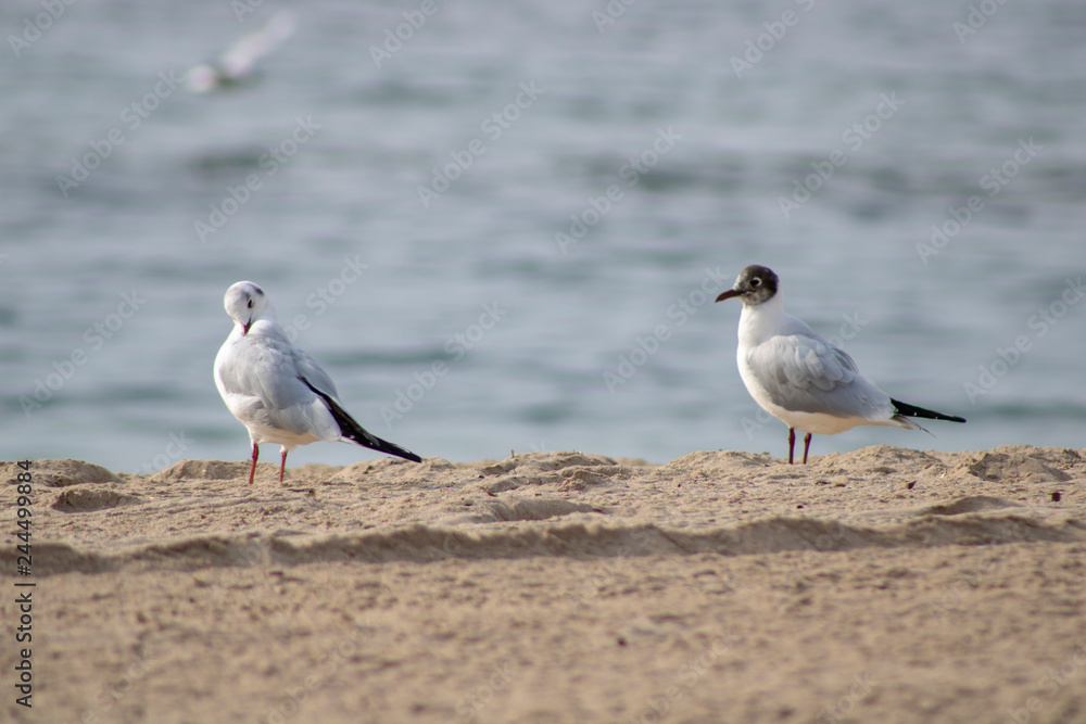 Seagulls standing on a wall with the Mirador de la Isla de Benidorm taken at the Mirador de Punta Canfali in Benidorm Alicante in Spain Seagulls standing on a wall with the Mirador de la Isla de Benidorm taken at the Mirador de Punta Canfali in Benidorm Alicante in Spain