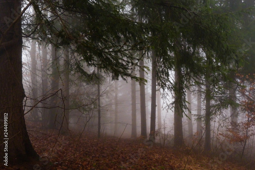 foresta di Conifere nella nebbia