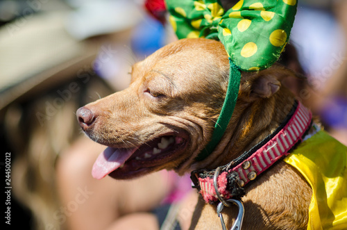 Bright sunny portrait of a dog dressed up with a green polka dot bow for the annual Blocão pet parade during Carnival in Rio de Janeiro, Brazil photo