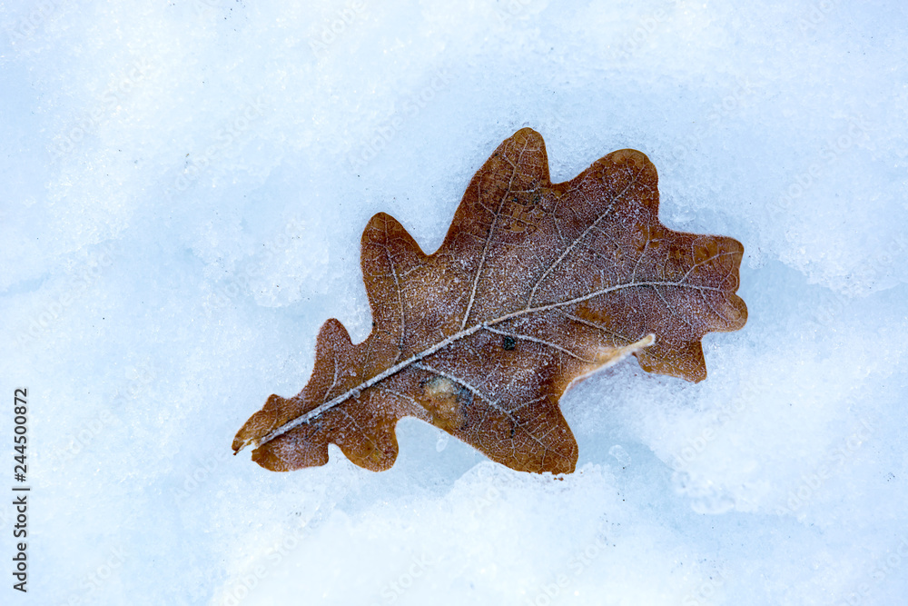 Obraz premium oak leaf on snow surface