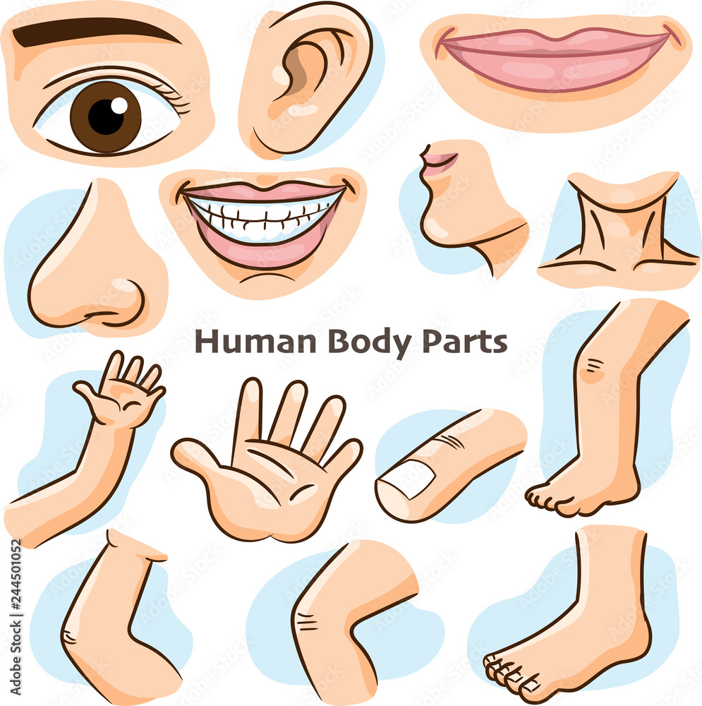 human-body-parts-vector-illustration-vector-de-stock-adobe-stock