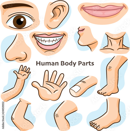 Human body parts - Vector Illustration