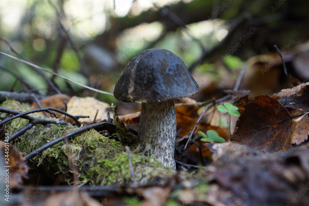 Fototapeta premium mushroom in the forest