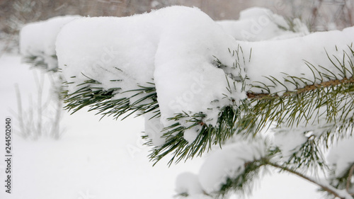 Close up pine tree branch covered with snow. Green long pine tree needles under pile of white snow. Beautiful winter nature.