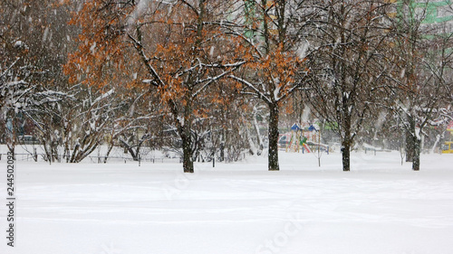 Beautiful winter park. Falling snow against trees. Snow covered ground in the park. Winter season concept. © DenisProduction.com