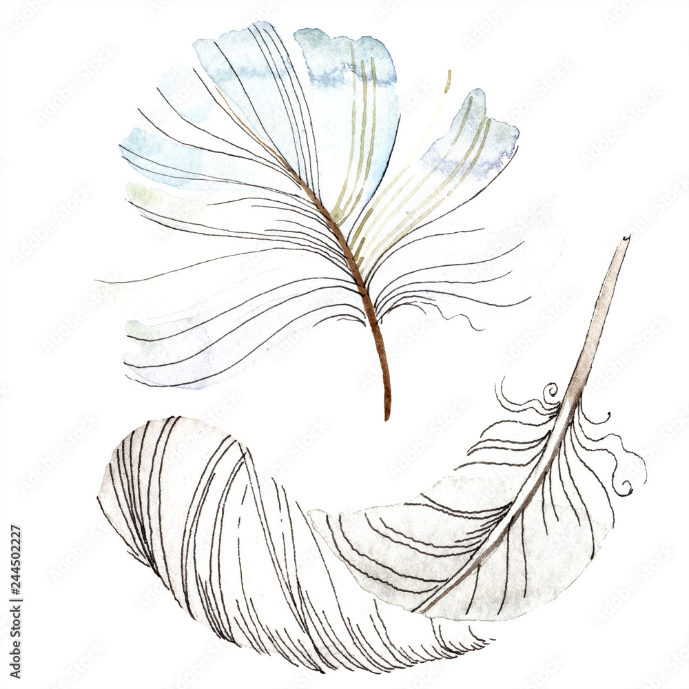 Obraz premium White bird feather from wing isolated. Watercolor background illustration set. Watercolour drawing fashion aquarelle.