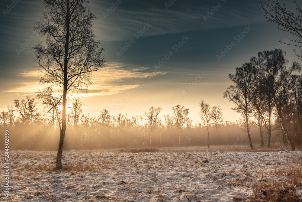 The first sunrays of the day hits the haze of a frosty night. Silhouette of isolated tree in the foreground left.