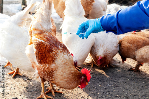 Female veterinarian in blue gloves and uniform makes injection of chickens, vaccination, chicken flu. Veterinary Medicine.