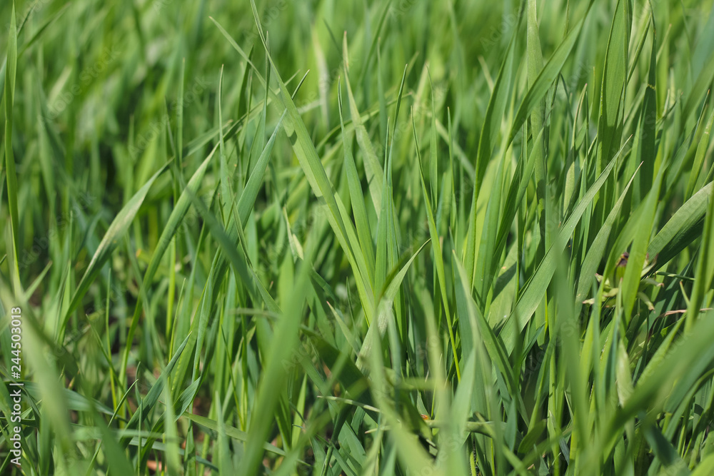 Green grass background. Natural nature,. Young fresh grass Green grass background. Natural nature,. Young fresh grass