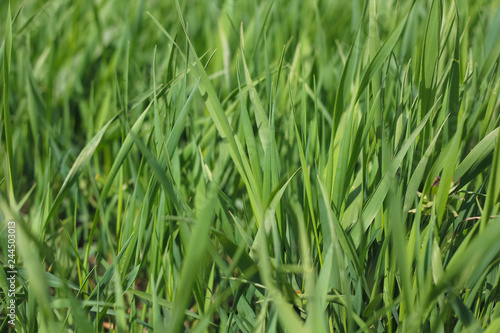 Green grass background. Natural nature,. Young fresh grass
