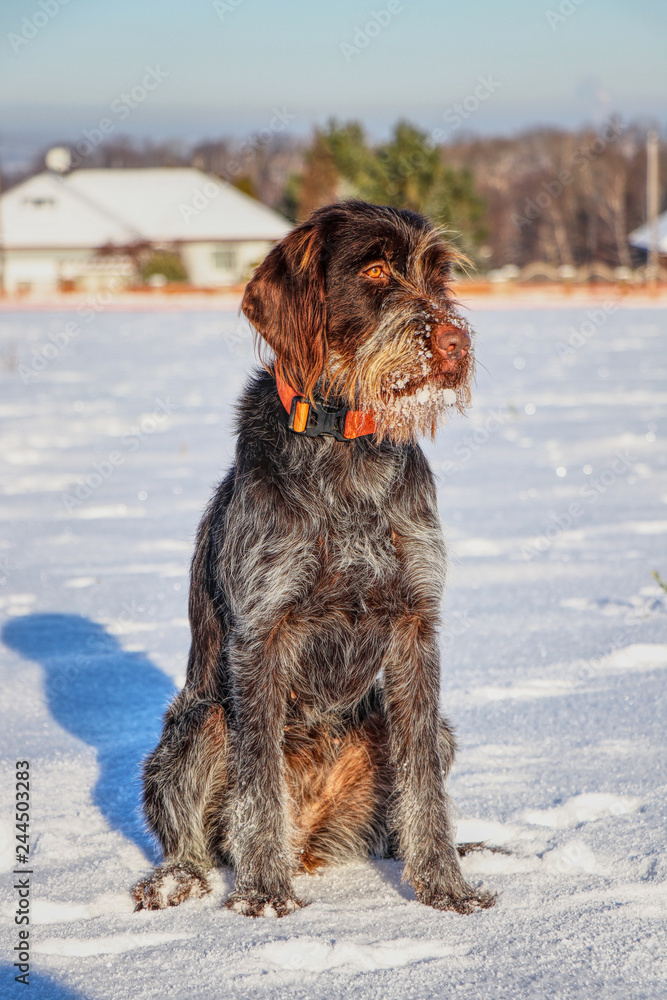 Female wirehaired pointing griffon hotsell