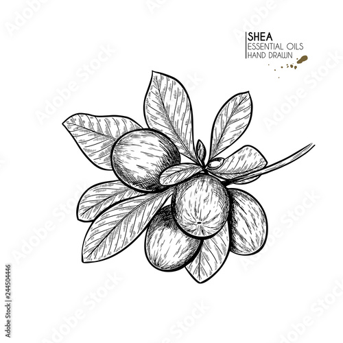 Photos Hand drawn shea plant branch and nuts
