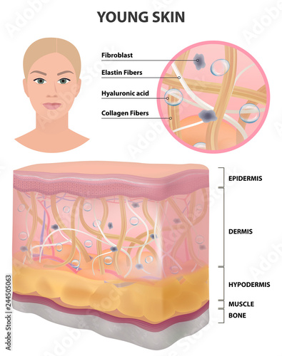 Skin women young healthy elastic, detailed drawing, cosmetology vector
