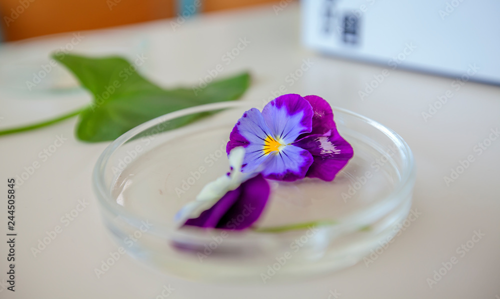 A purple petal is on a plate on the table. A purple petal is on a plate on the table.
