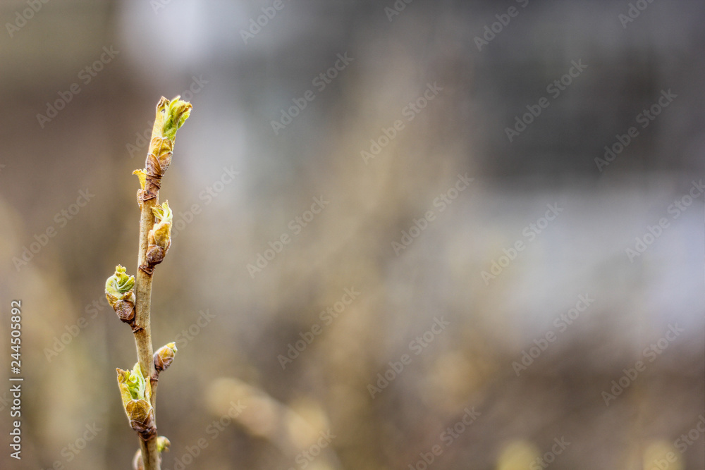 Naklejka premium Blossoming leaf on a branch of a bush. Spring nature. Nature wakes up.