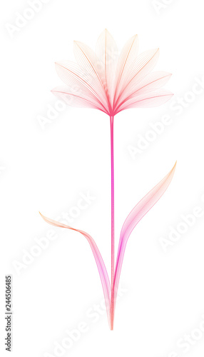 Flower x-ray or blend effect. Floral design. Elegant bloom