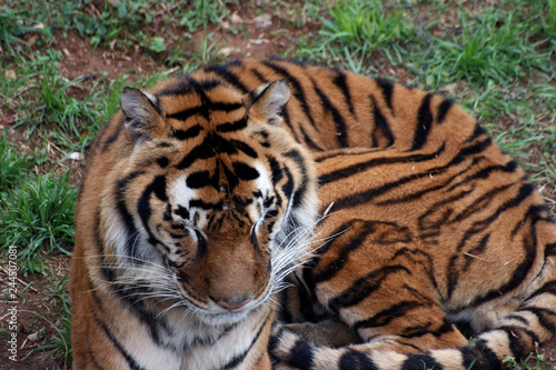 Fototapeta Naklejka Na Ścianę i Meble -  Tiger portrait in the zoo