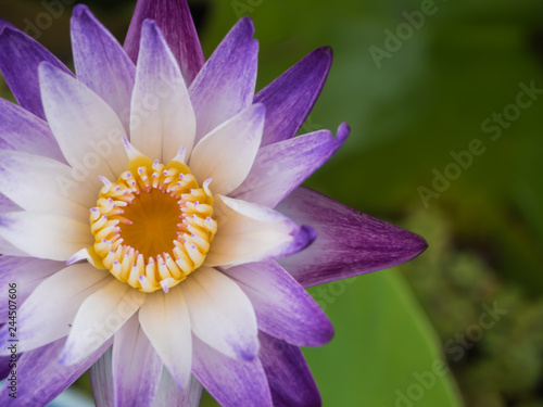 Fototapeta Naklejka Na Ścianę i Meble -  Purple and white water lily