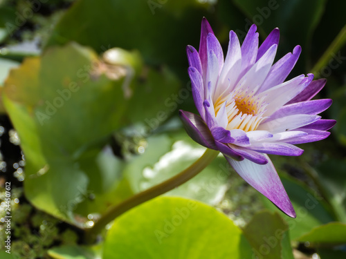 Fototapeta Naklejka Na Ścianę i Meble -  Purple and white water lily