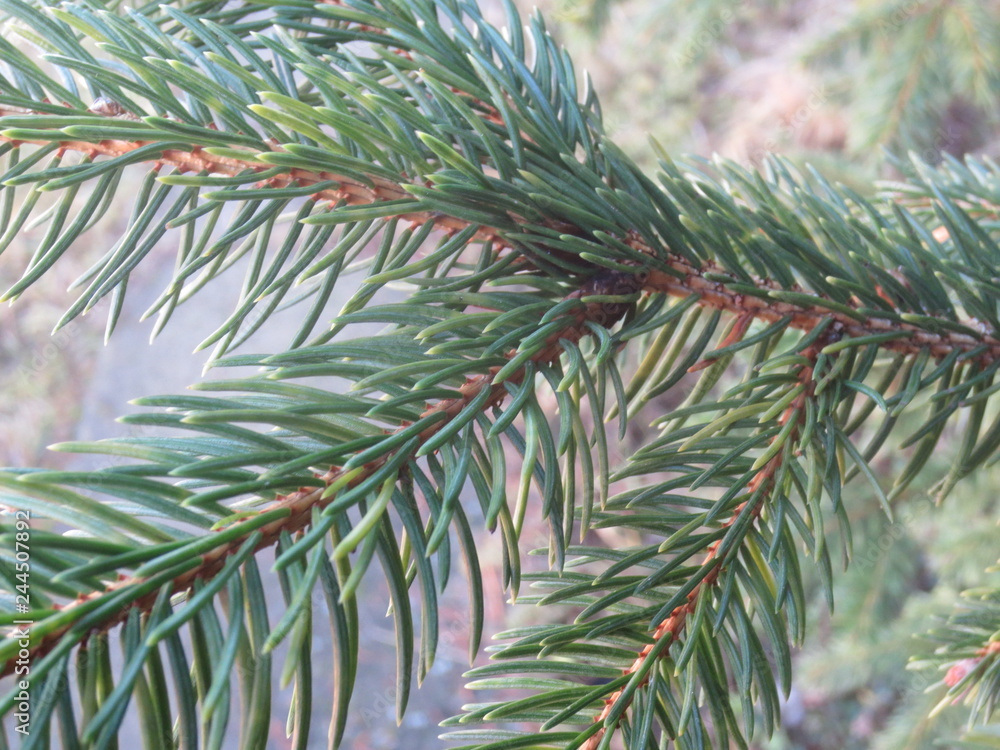pine pine