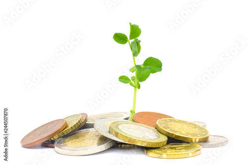 Coins isolated on white. Jewish charity concept. Tzedakah, translated like charity. A photo of money, heap of euro coins and a small green sprout growing from the coins. Business finance concept.